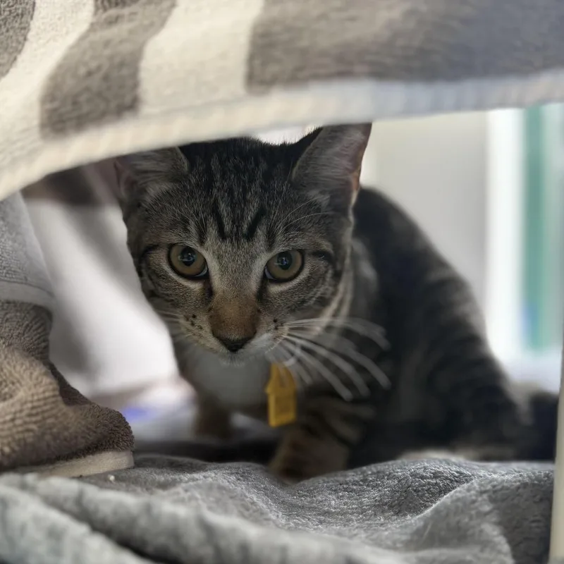 A young medium-sized male Brown / Chocolate Domestic Short Hair cat named Silver Sands for adoption in Springfield, MA