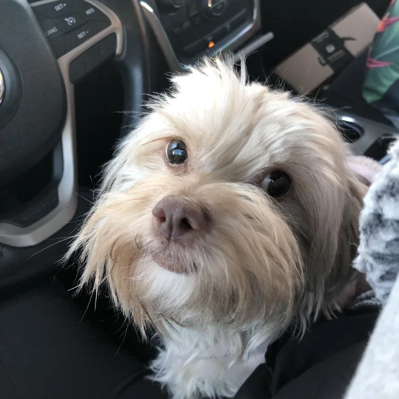 An adult small-sized female Yellow / Tan / Blond / Fawn Maltese dog named Raya for adoption in Las Vegas, NV