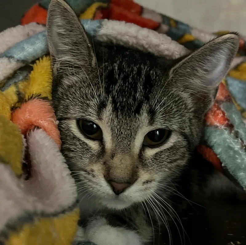A baby medium-sized female Domestic Short Hair cat named Chance for adoption in Norwalk, CT