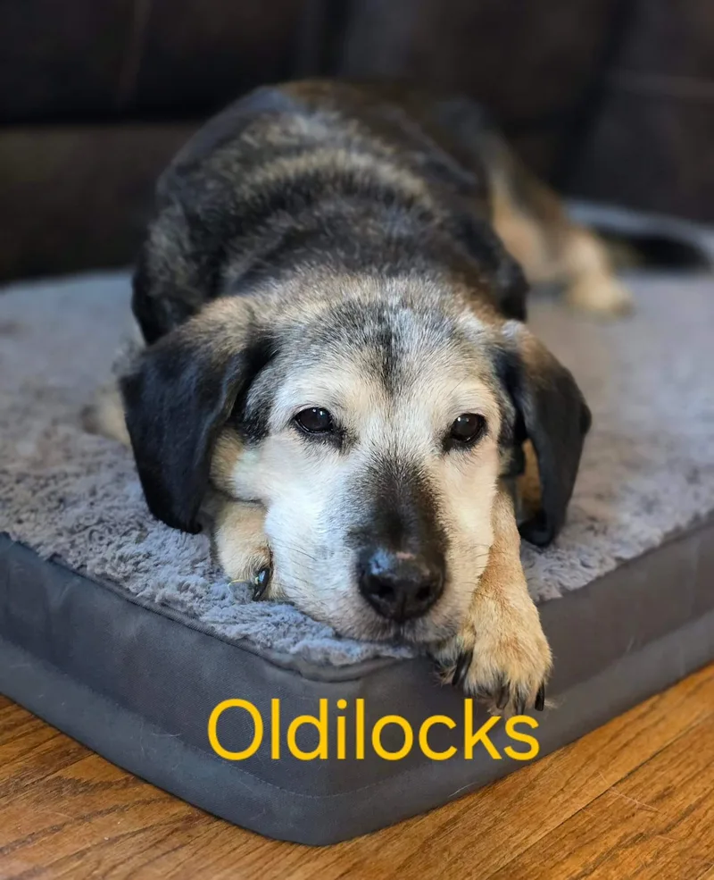Oldilocks thumbnail 2