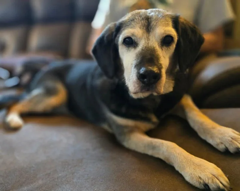 Oldilocks thumbnail 3