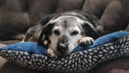 Oldilocks thumbnail 4