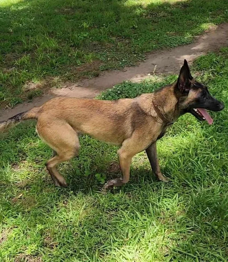 An adult large-sized male Tricolor (Brown, Black, & White) Belgian Shepherd / Malinois dog named Justice for adoption in Gillsville, GA