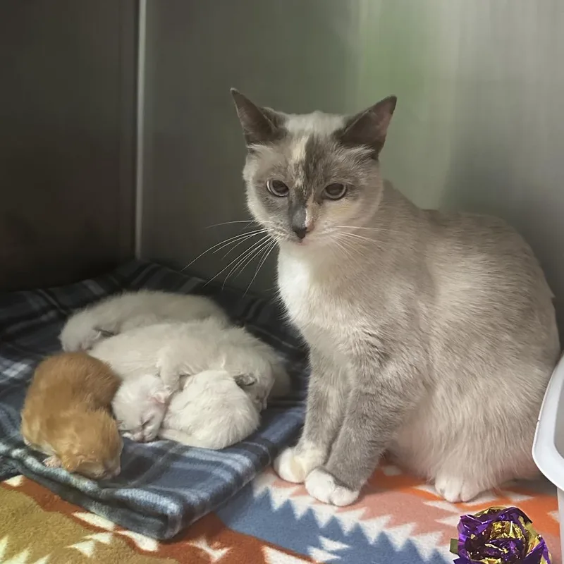 An adult medium-sized female Cream / Ivory Siamese cat named Captain Marvel for adoption in Titusville, FL