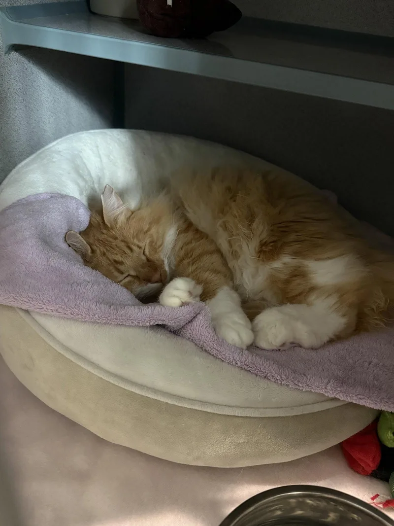 An adult medium-sized male Domestic Medium Hair cat named Garfield for adoption in Fort Collins, CO