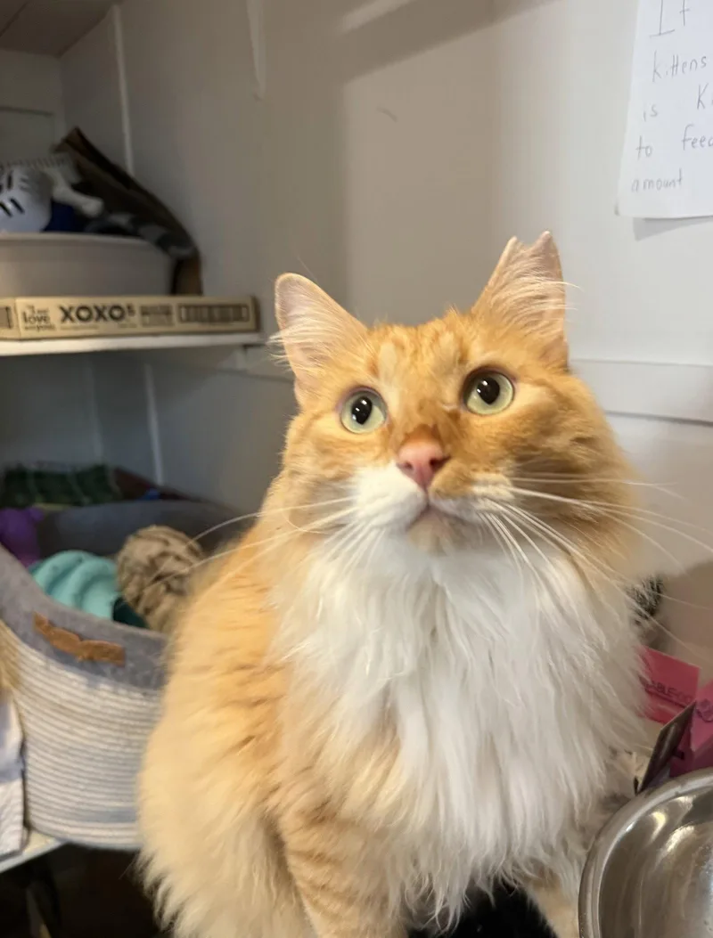Garfield thumbnail 2