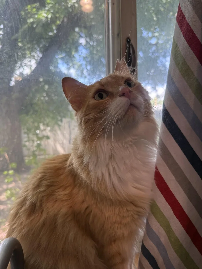 Garfield thumbnail 3