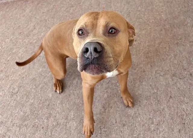 A young large-sized male Pit Bull Terrier dog named Jake for adoption in Saint Louis, MO