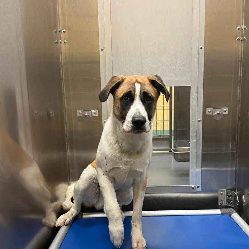 An adult large-sized male Brown / Chocolate Mixed Breed dog named Laughtner for adoption in Memphis, TN