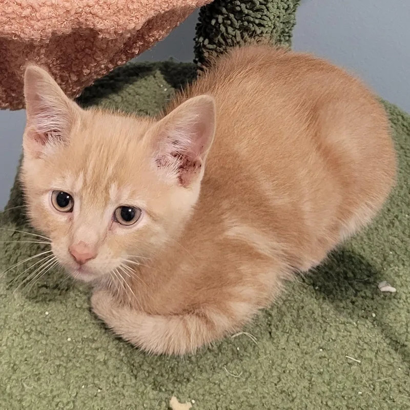 A baby small-sized male Tabby (Orange / Red) Tabby cat named Otto for adoption in Maple Shade, NJ