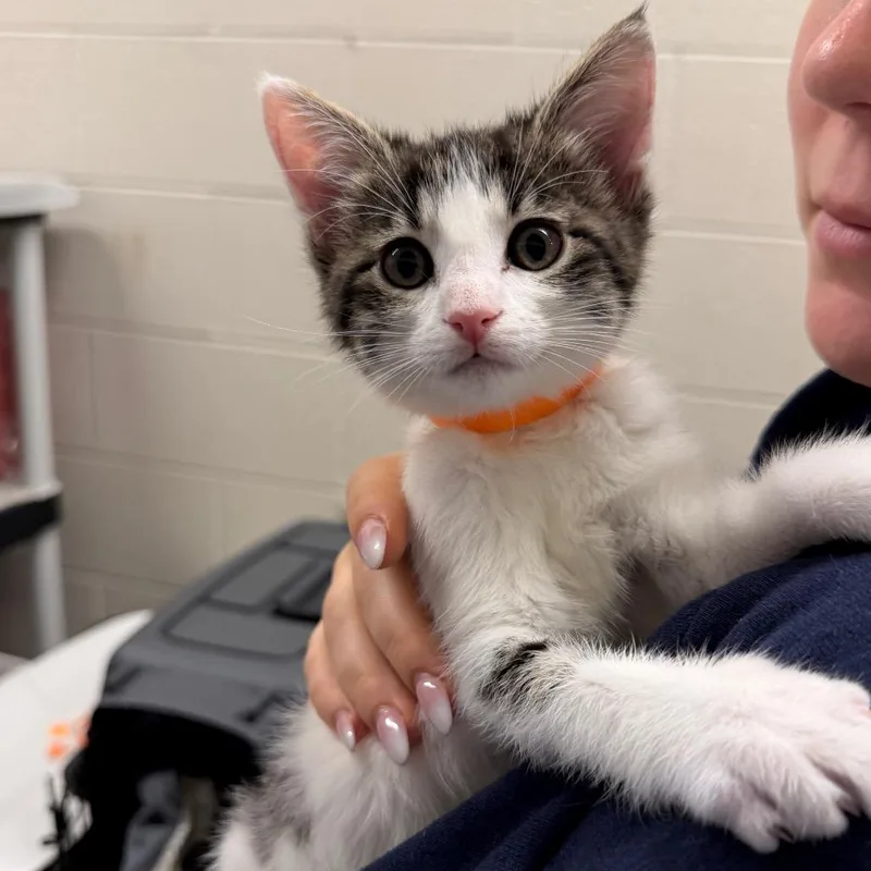 A baby small-sized female White Domestic Short Hair cat named Marie for adoption in Middleburg Heights , OH