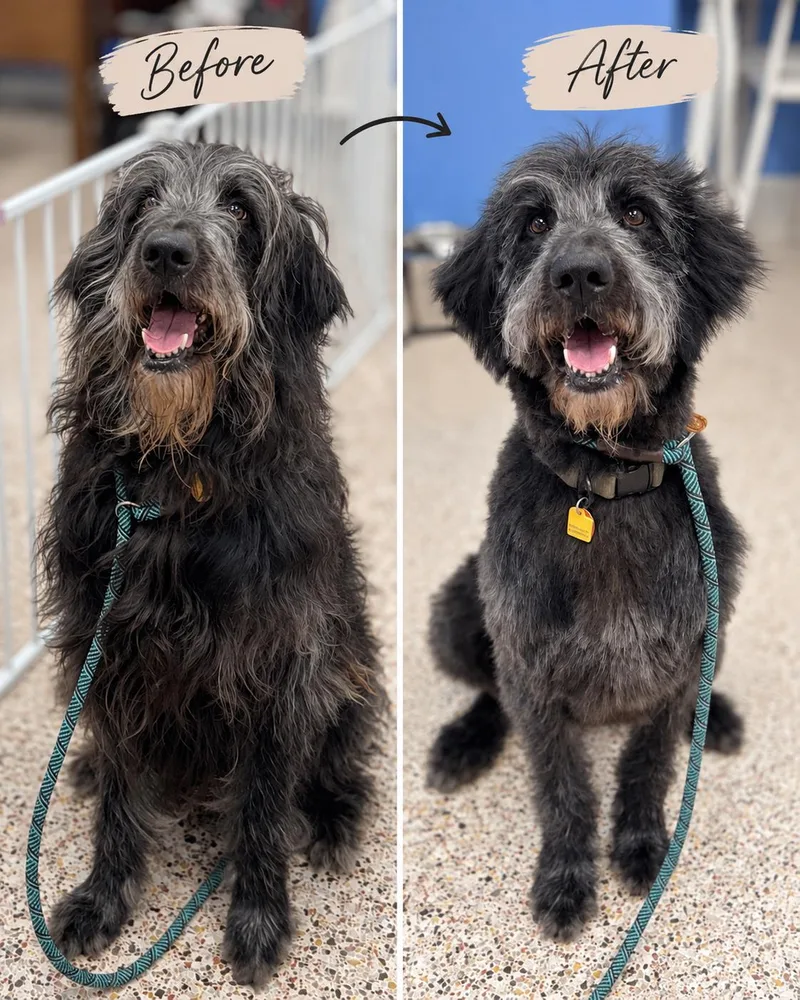 An adult large-sized male Labradoodle dog named Chef Boyardee for adoption in Charleston, SC