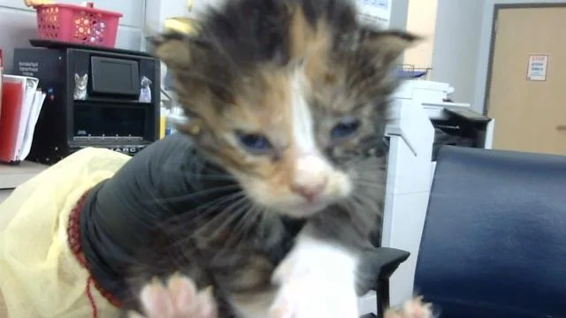 A baby medium-sized female Domestic Long Hair cat named Isla for adoption in Dallas, TX