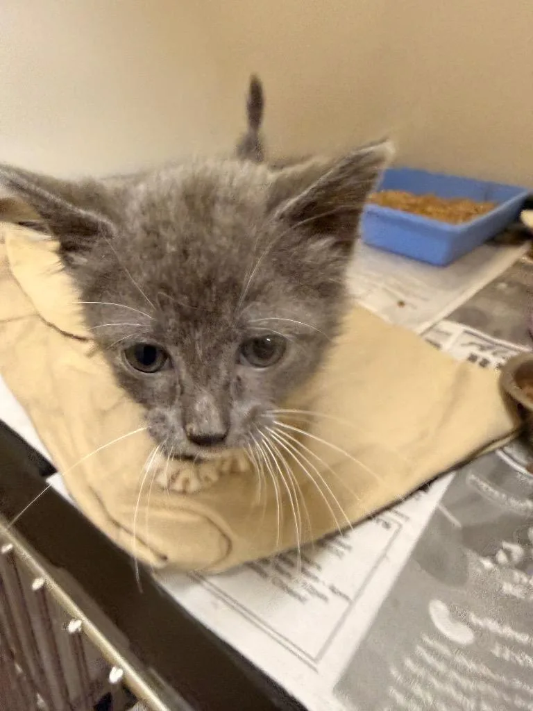 A baby small-sized female Domestic Short Hair cat named Bento for adoption in Douglasville, GA