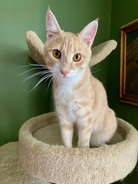 A young medium-sized male Domestic Short Hair cat named Georgio for adoption in Shawnee, KS