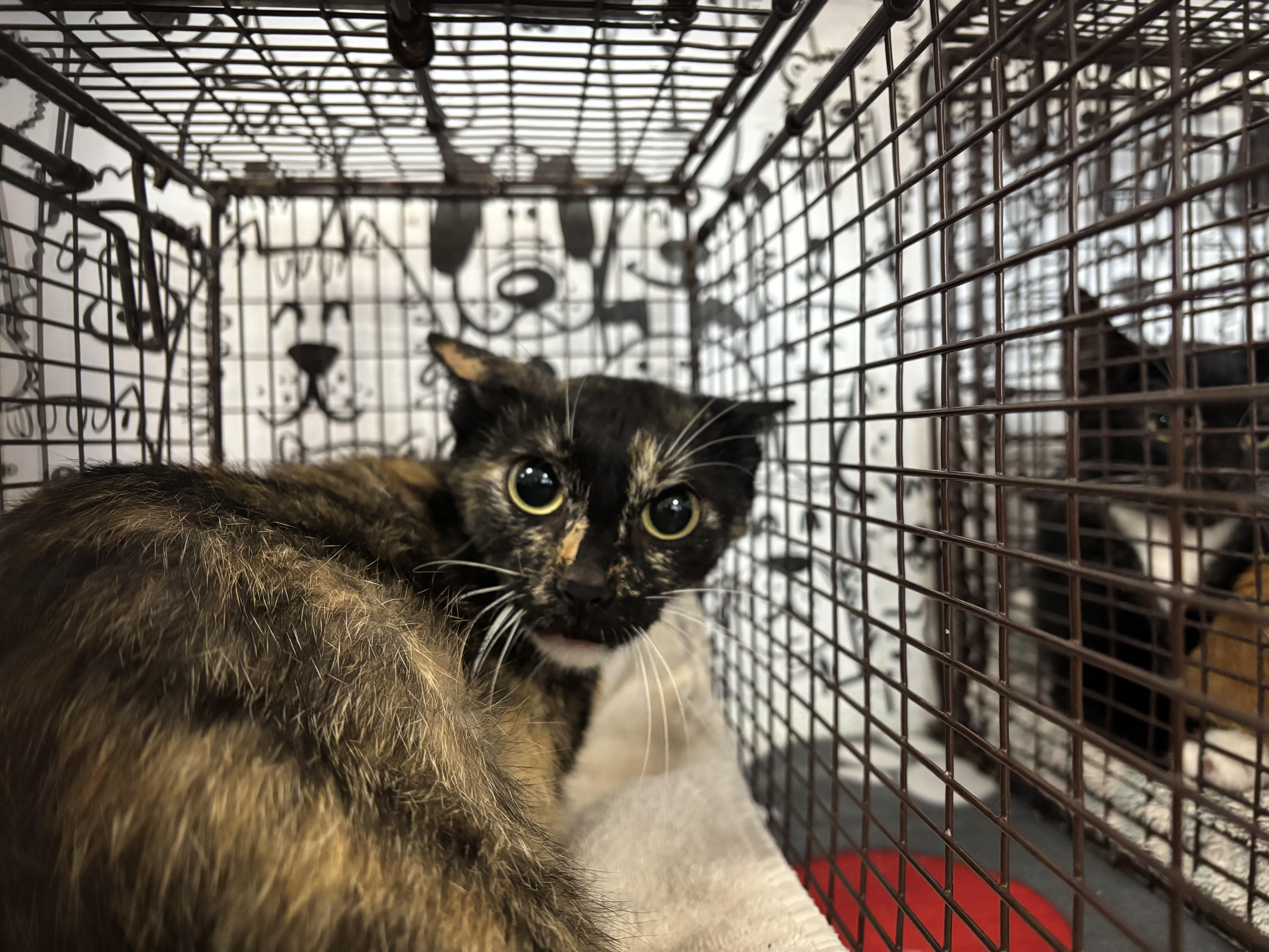 An adult small-sized female Domestic Short Hair cat named Sierra for adoption in San Pedro, CA