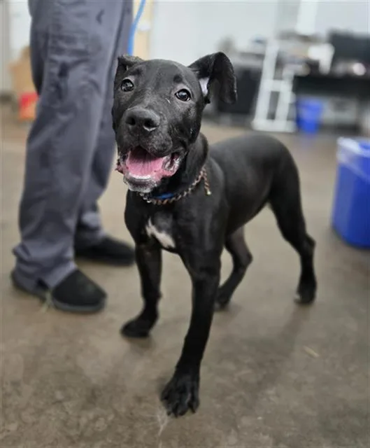 A baby large-sized female Mixed Breed dog named Spam for adoption in Dallas, TX