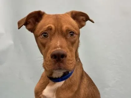 An adult large-sized male Labrador Retriever dog named Tucker for adoption in Coon Rapids, MN