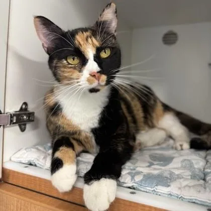 A young medium-sized female Calico Domestic Short Hair cat named Nellie for adoption in Phoenixville, PA