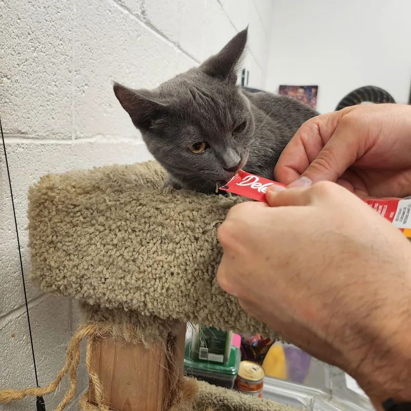 A baby medium-sized female Gray / Blue / Silver Domestic Short Hair cat named Purr Purr for adoption in Las Vegas, NV