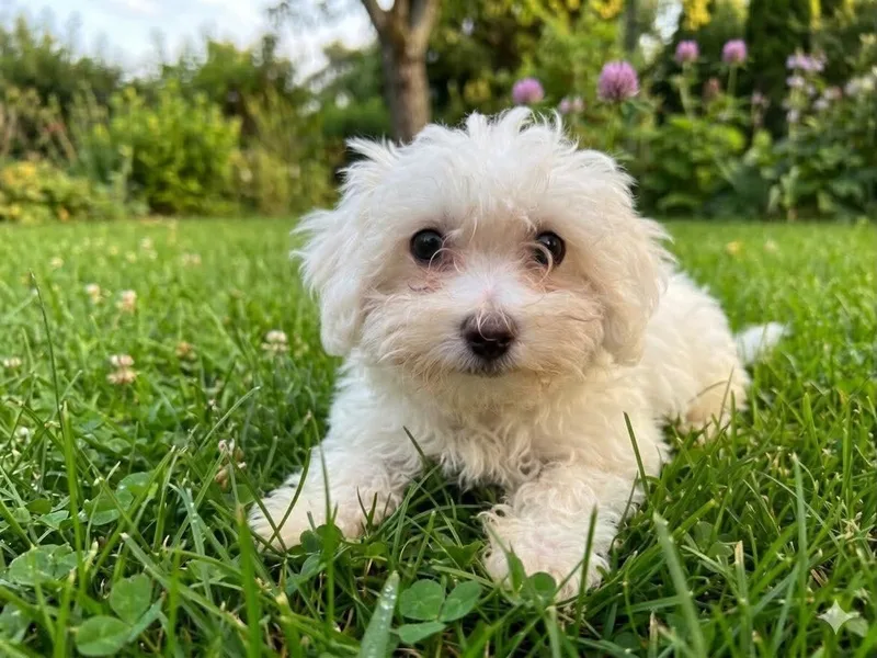 A baby small-sized male White / Cream Maltipoo dog named Meano for adoption in Wheelersburg, OH