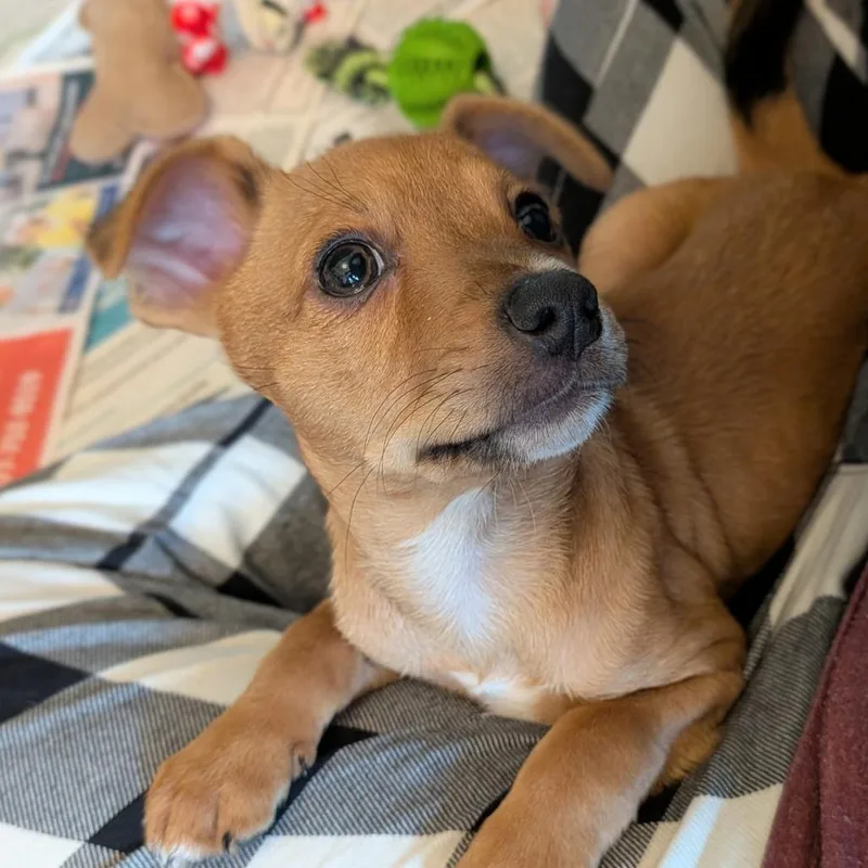A baby medium-sized female Brown / Chocolate Cattle Dog dog named Destin KB for adoption in Austin, TX