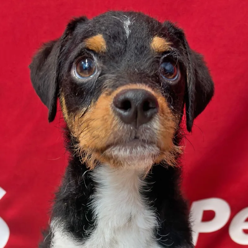 A baby small-sized male Black Mixed Breed dog named Chico for adoption in Leander, TX