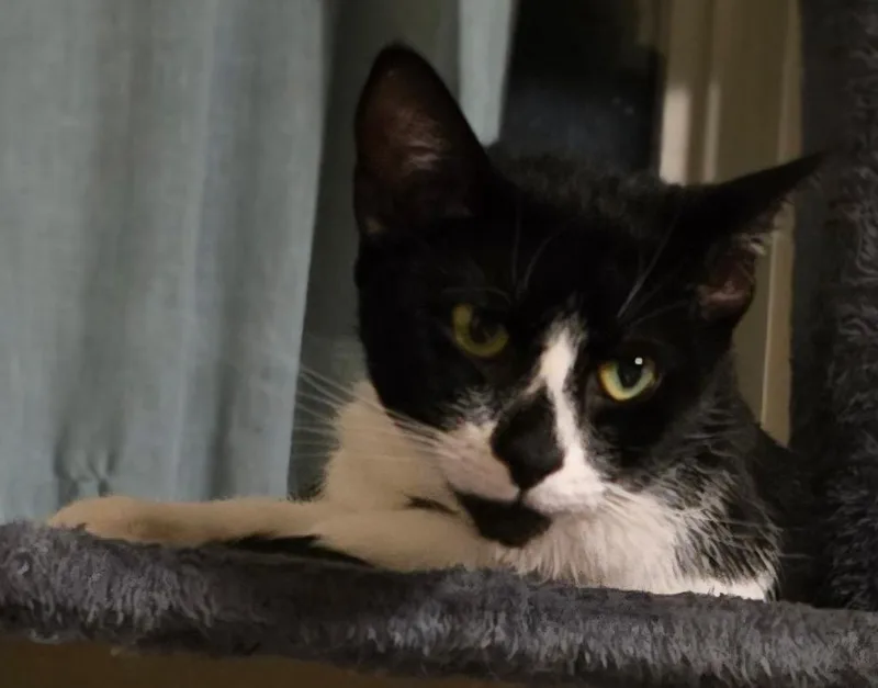 A young medium-sized female Domestic Short Hair cat named Jaylah for adoption in Cumming, GA