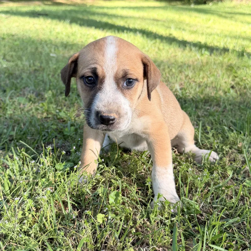 A baby medium-sized female Tricolor (Brown, Black, & White) Hound dog named Harlow for adoption in Warrior, AL