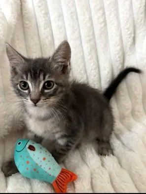 A baby medium-sized male Tabby (Gray / Blue / Silver) Tabby cat named Artemis for adoption in Mission Viejo, CA
