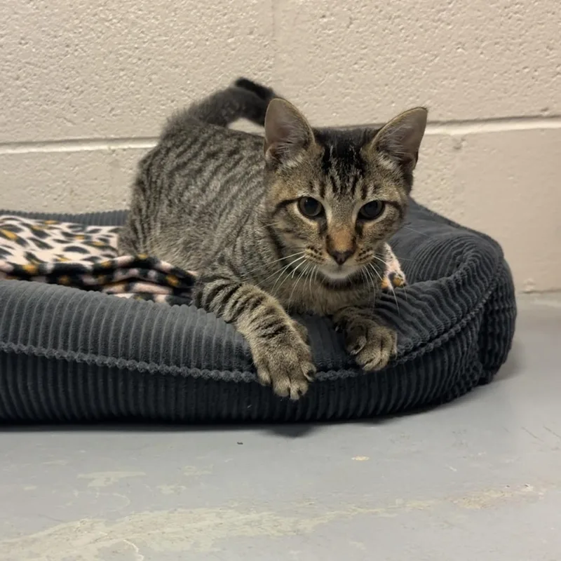 A young medium-sized male Tabby (Brown / Chocolate) Domestic Short Hair cat named Belarus for adoption in Friendswood, TX