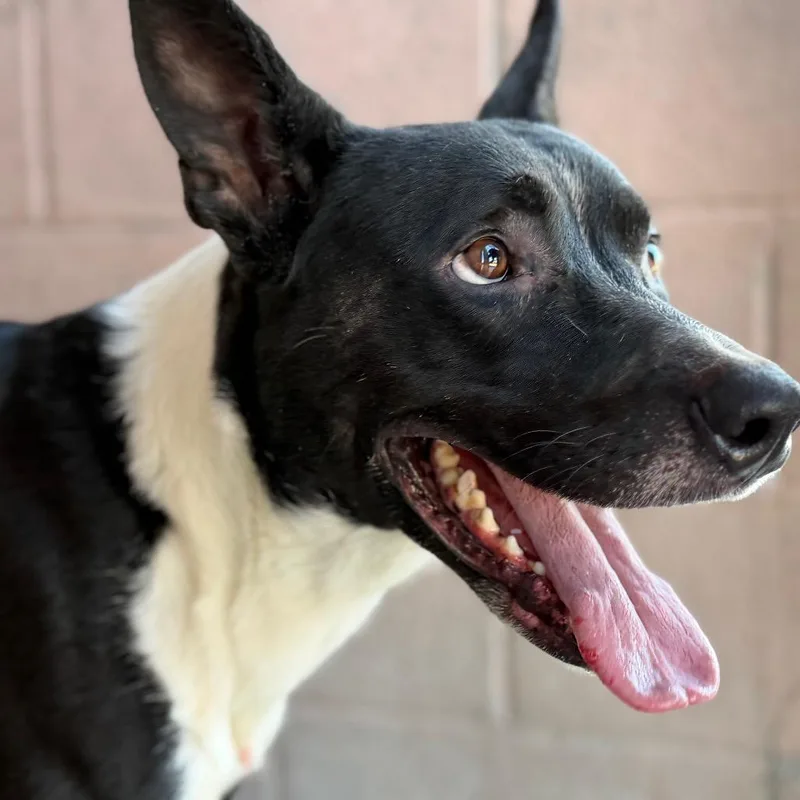 An adult large-sized male Black Pit Bull Terrier dog named Robin for adoption in Yuma, AZ