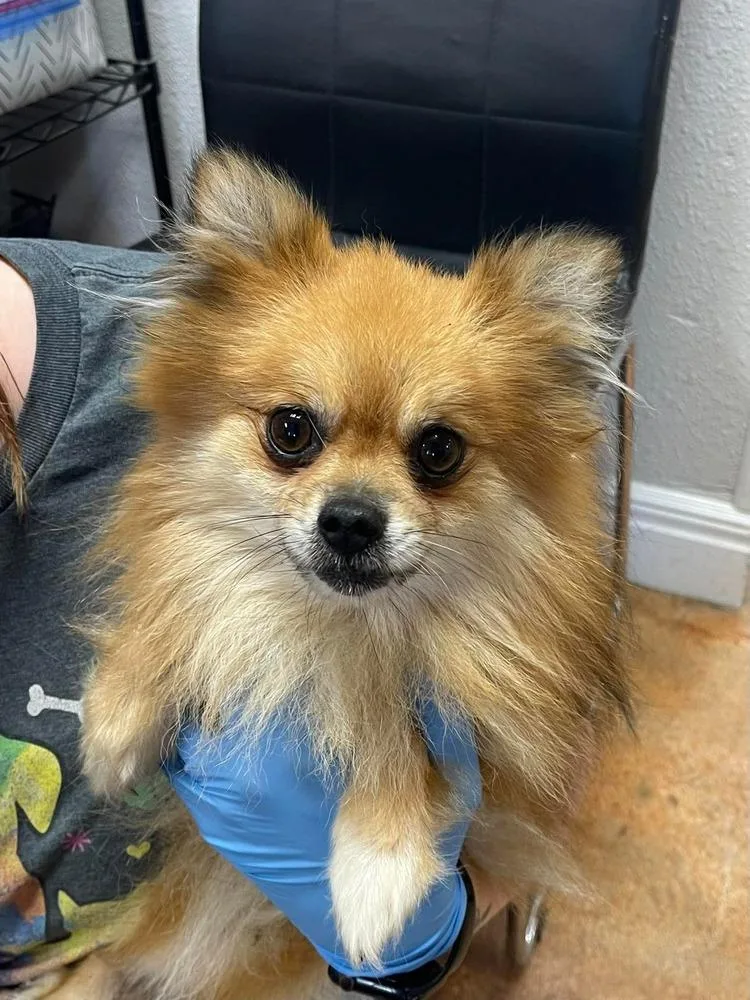 An adult small-sized male Pomeranian dog named Busterr for adoption in Bolivar, MO