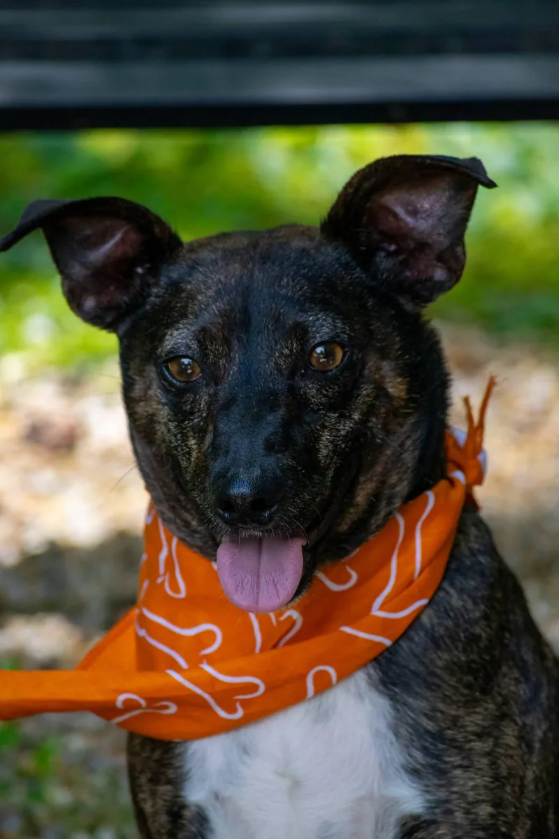 An adult small-sized male Brindle Jack Russell Terrier dog named Bourbon for adoption in Sevierville, TN