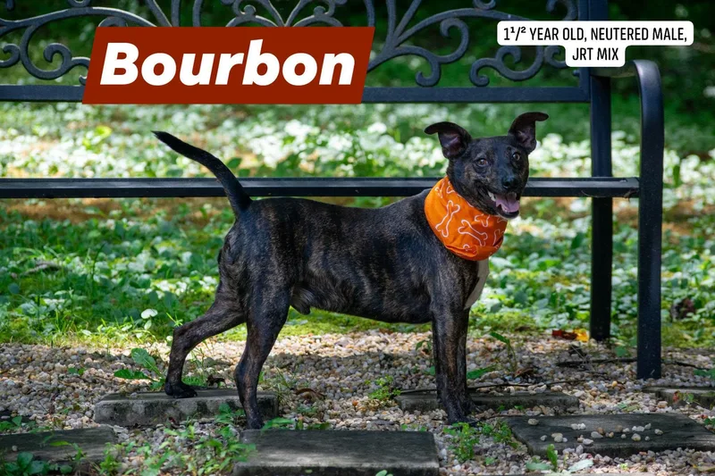 Bourbon thumbnail 4