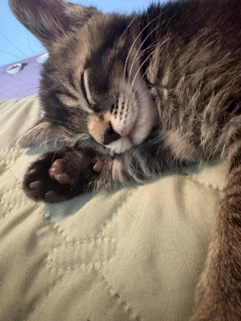 A baby medium-sized male Tabby cat named Beef for adoption in Dublin, OH