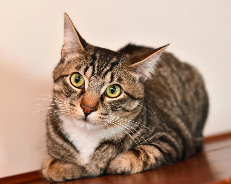 A young medium-sized male Tabby (Brown / Chocolate) Domestic Short Hair cat named White Paws and Marie for adoption in Seattle, WA