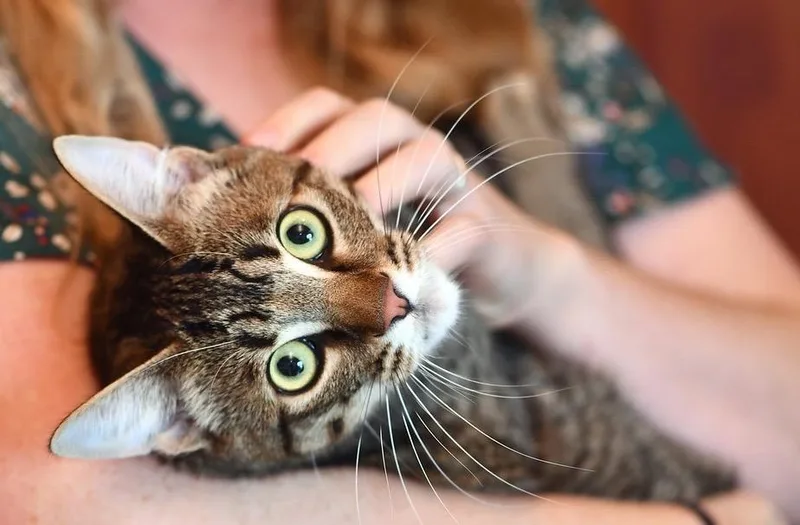 White Paws and Marie thumbnail 3