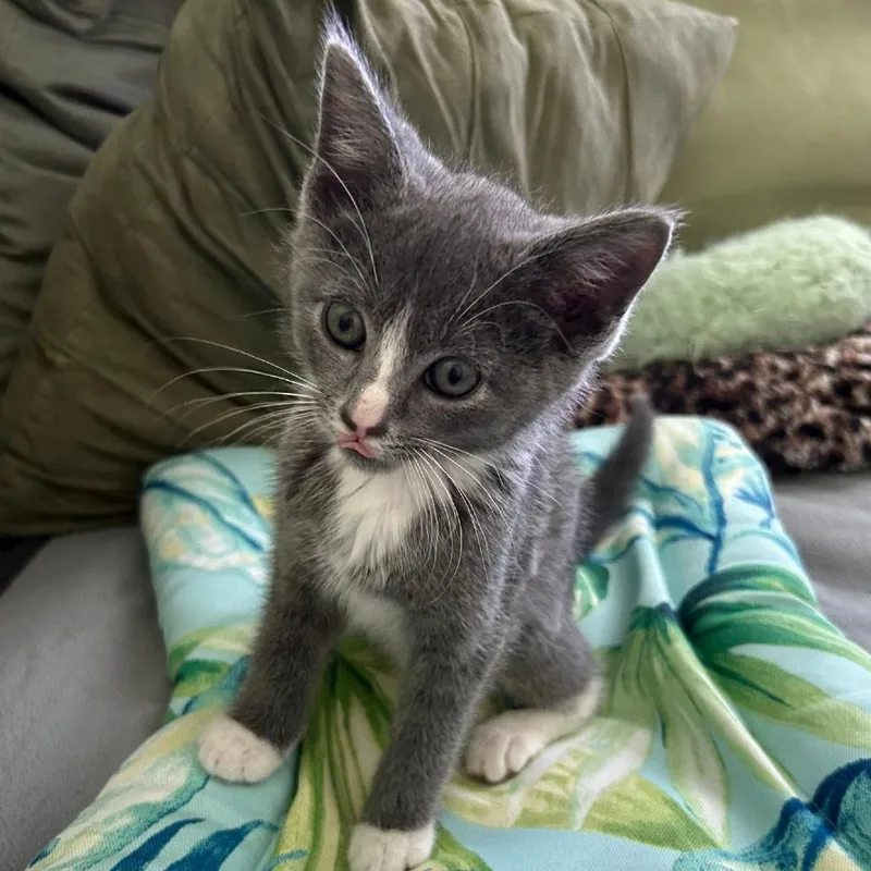 A baby small-sized male Gray / Blue / Silver Domestic Short Hair cat named Kevin Love for adoption in Columbia Station, OH