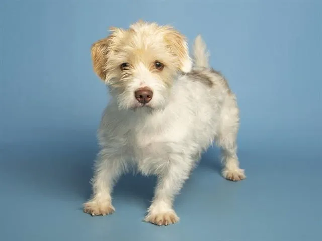 A young small-sized male Havanese dog named Buddy for adoption in Phoenix, AZ