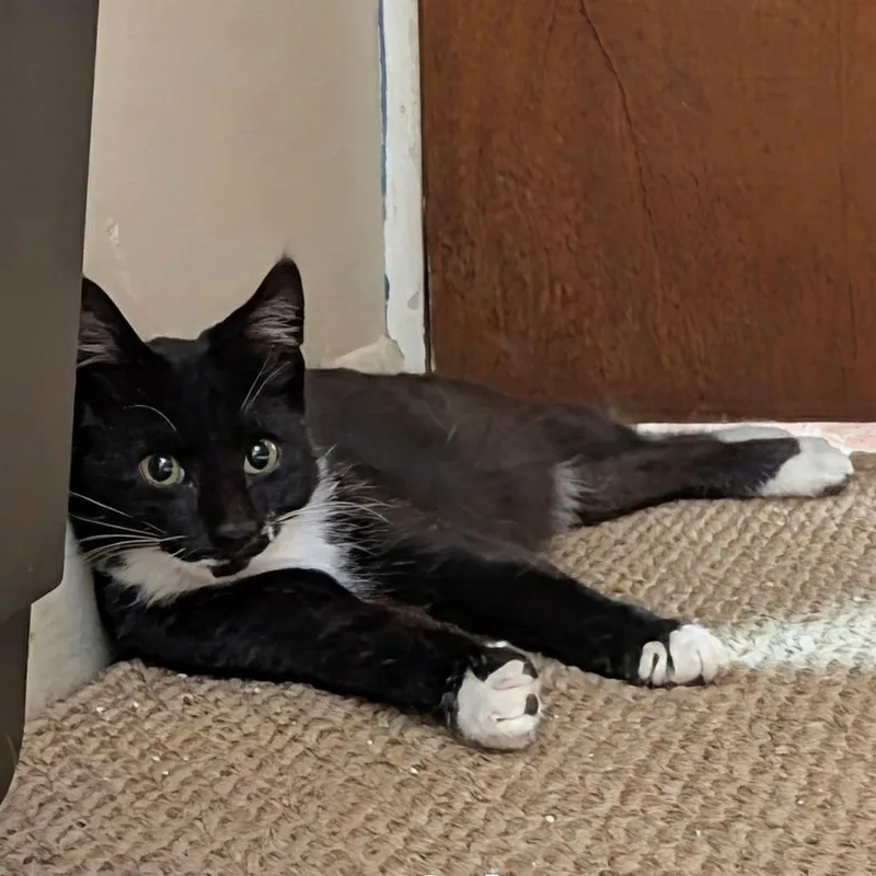 A baby medium-sized male Black & White / Tuxedo Domestic Short Hair cat named Tom for adoption in Beulaville, NC