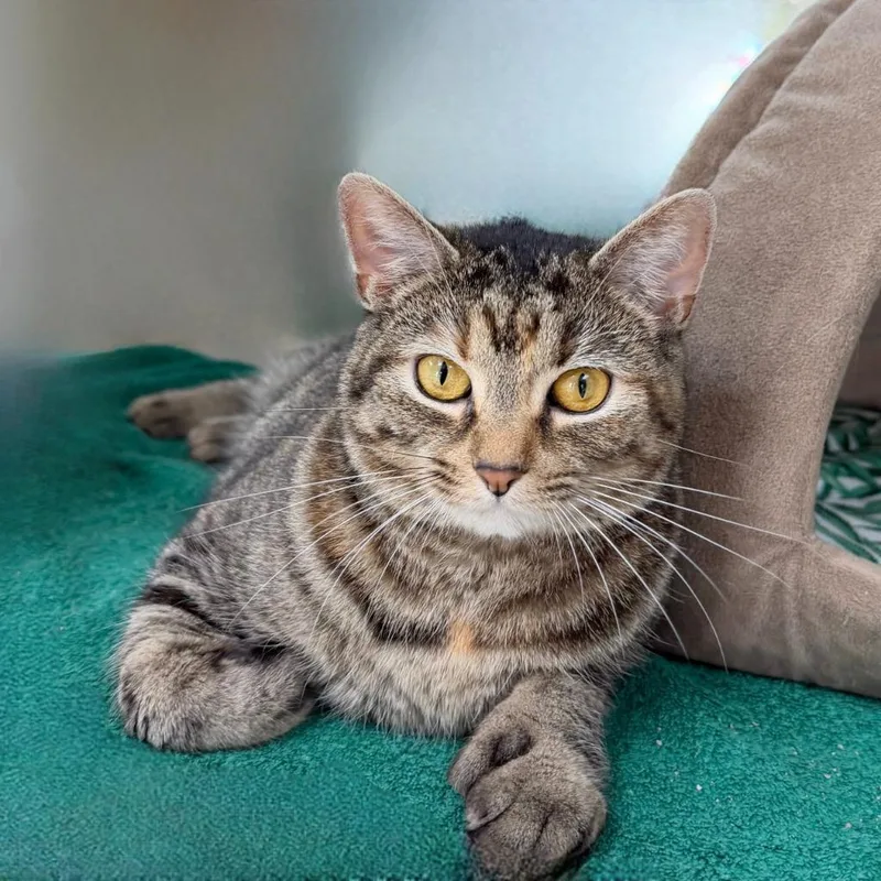 A young medium-sized female Domestic Short Hair cat named Zoran for adoption in State College, PA