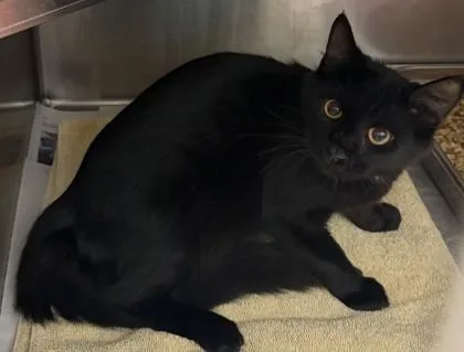 A young medium-sized unknown Domestic Short Hair cat named Cafree for adoption in Chamblee, GA