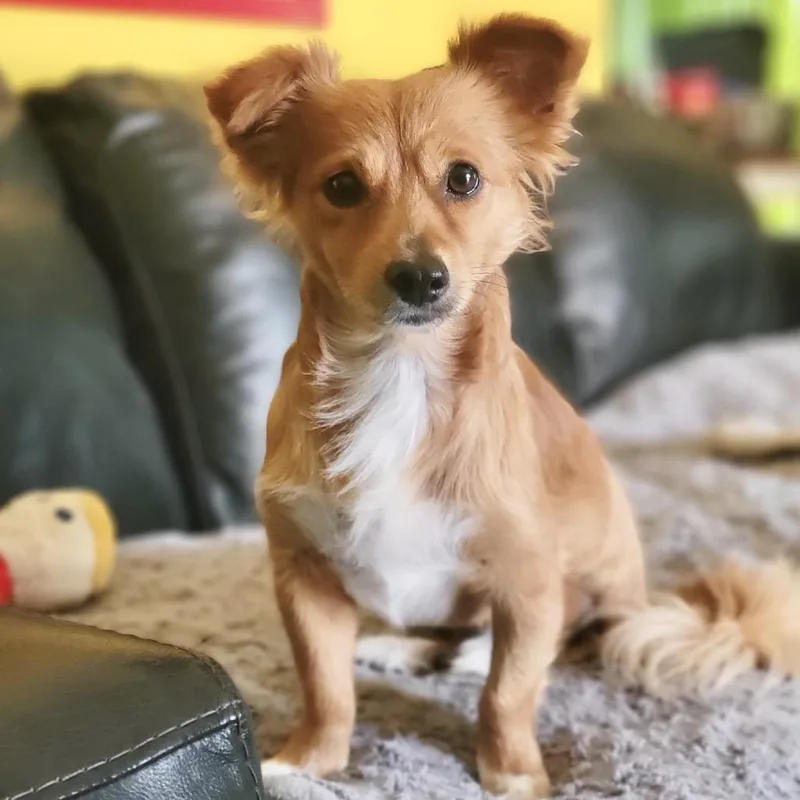 An adult small-sized male Red / Chestnut / Orange Pomeranian dog named Ed Sheeran for adoption in Conroe, TX