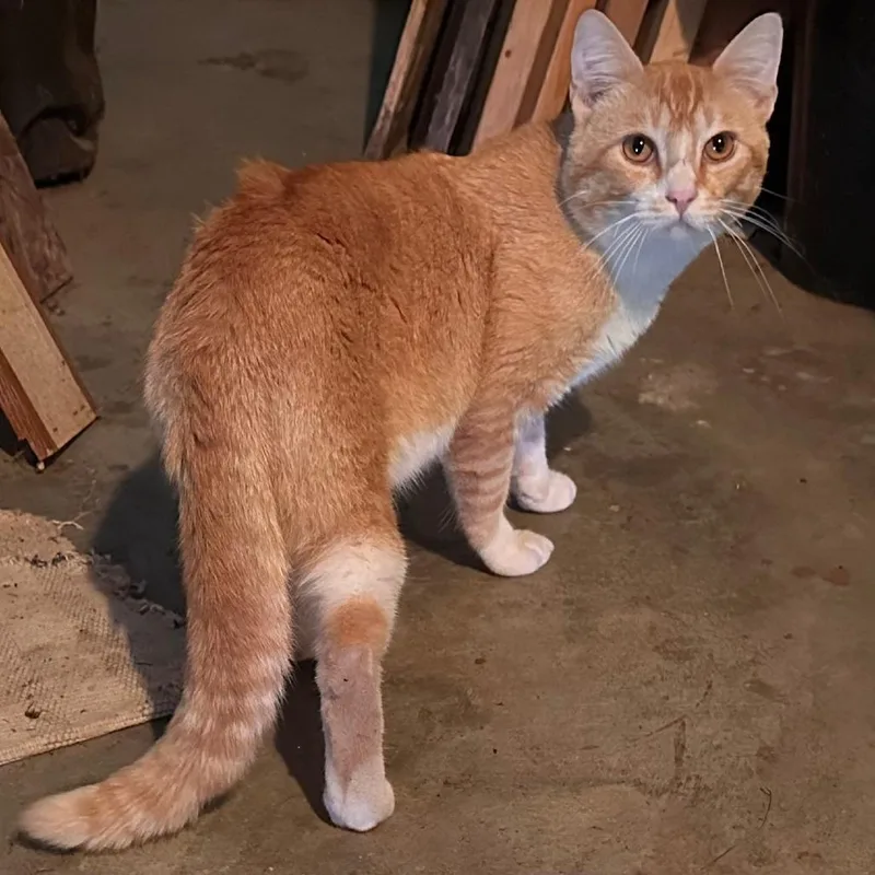 An adult large-sized male Orange / Red Domestic Short Hair cat named Tom Tom for adoption in Park Falls, WI