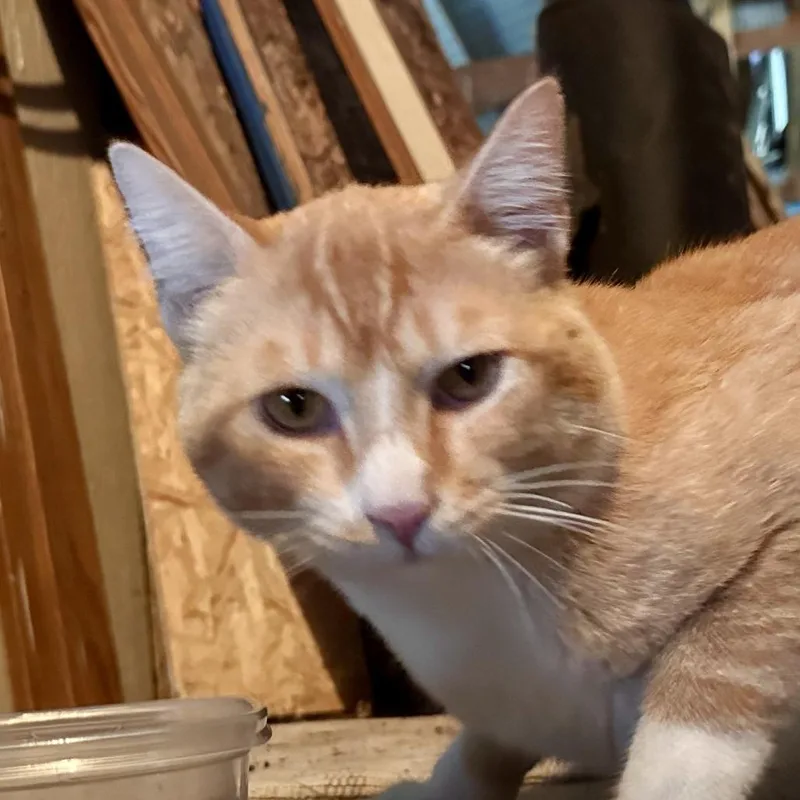 Tom Tom thumbnail 2