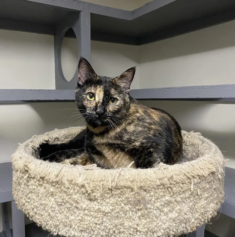 An adult medium-sized female Tortoiseshell cat named Bom for adoption in Los Angeles, CA