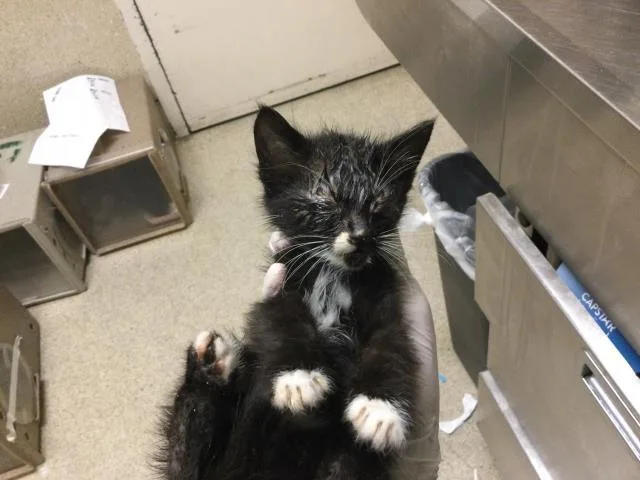 A baby small-sized female Domestic Short Hair cat named Linda for adoption in Riverside, CA