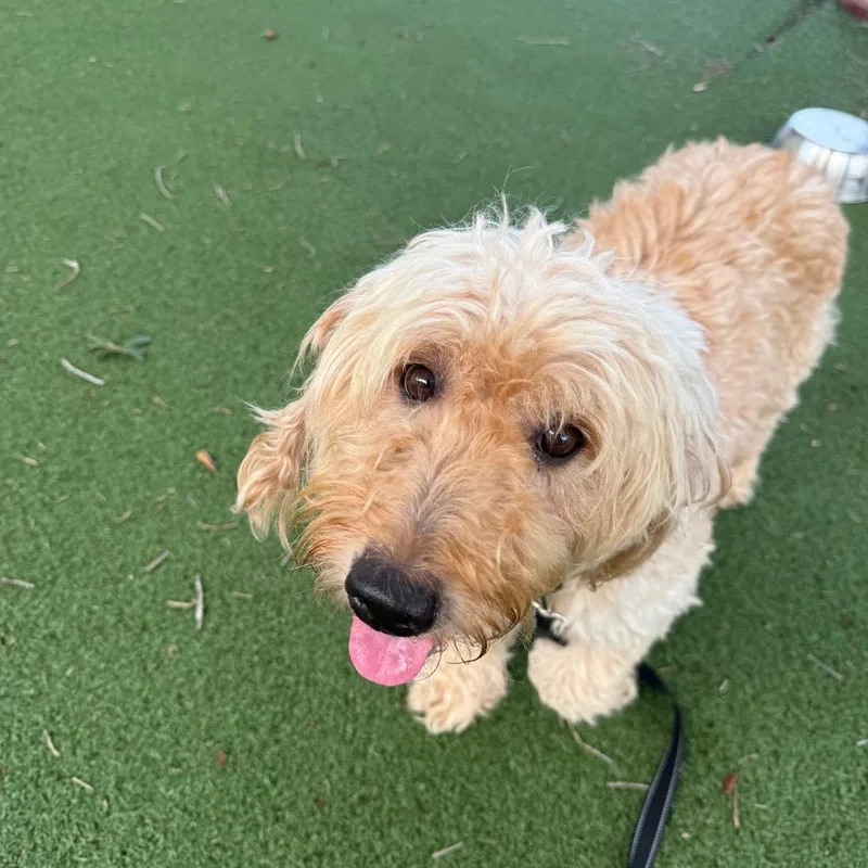 An adult medium-sized female Apricot / Beige Mixed Breed dog named Matilda for adoption in Naples, FL