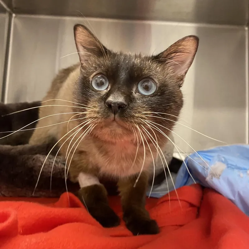 A senior medium-sized male Brown / Chocolate Domestic Short Hair cat named Littles for adoption in West Palm Beach, FL